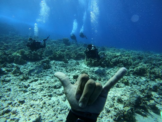 Maui Dreams Dive Co by null