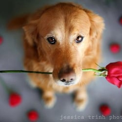 Fur Dogs Only Grooming Salon - Had a wonderful Valentines, making pets beautiful for all the love they give. Local Pet Groomer Port St Lucie www.furdogsonlygrooming.com
