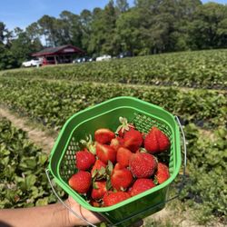 Hunts Strawberry Farm