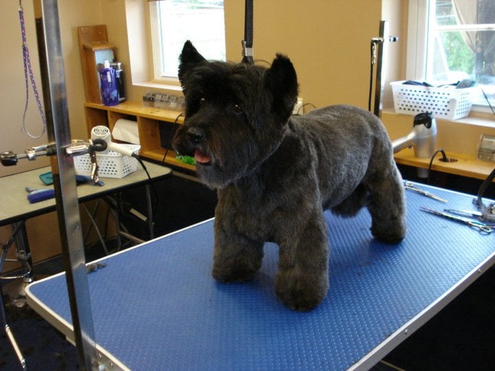 TLC DOG GROOMING Updated May 2024 20 Photos 585 Mohawk Road W
