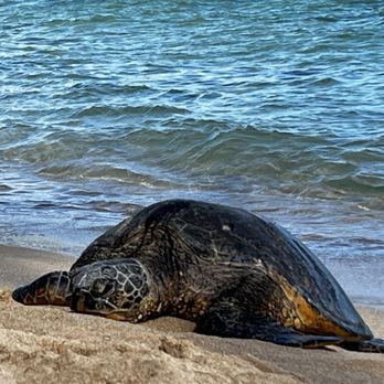 The Magic of Maui Experience - Tours Near Me - Kihei, Hawaii The Magic of Maui Experience - Tours Near Me - Kihei, Hawaii
