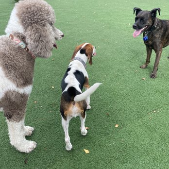 BrewHound Dog Park + Bar - Fur friends - Dog Parks Near Me - Neptune Beach, Florida
