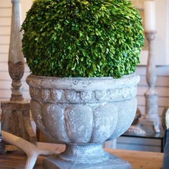 Bay Hill Design - Preserved boxwood, antique concrete planter. In store at Bay Hill Design. - Interior Design Near Me - Austin, Texas Bay Hill Design - Preserved boxwood, antique concrete planter. In store at Bay Hill Design. - Interior Design Near Me - Austin, Texas