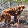 Photo of Wendy RobinsonTahoe - Integrative Veterinary Care