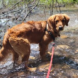 Wendy RobinsonTahoe - Integrative Veterinary Care
