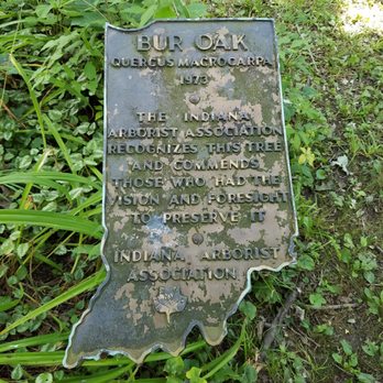 Kile Oak - one of many plaques and informational pieces in the park - Parks Near Me - Indianapolis, Indiana