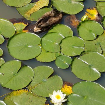 Garden City Park - Parks Near Me - Richmond, British Columbia