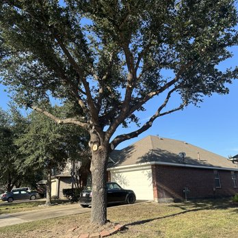 On Point Tree Service - Finished product of tree trimming and roots removed - Tree Services Near Me - Katy, Texas On Point Tree Service - Finished product of tree trimming and roots removed - Tree Services Near Me - Katy, Texas