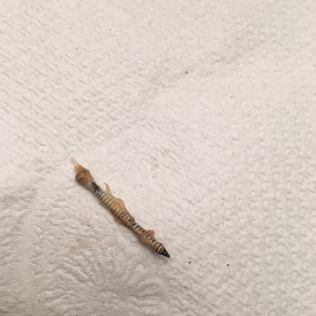Soprano's Pizza - This is the screw that was baked into my pizza that I almost choked on - Pizza Near Me - Baltimore, Maryland
