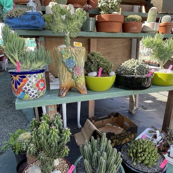11:1 Succulent Nursery - shelf full of beautiful succulent arrangements - Nurseries & Gardening Near Me - Whittier, California 11:1 Succulent Nursery - shelf full of beautiful succulent arrangements - Nurseries & Gardening Near Me - Whittier, California