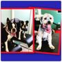 Photo of Unleash The Magic K9 Services