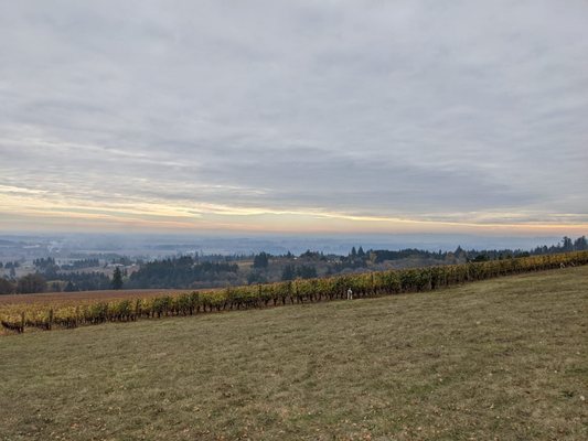 Domaine Drouhin Oregon by null