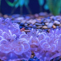 Aquarium Of The Bay - Jelly fish