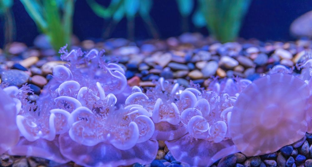 Aquarium Of The Bay - wedding in San Francisco, CA