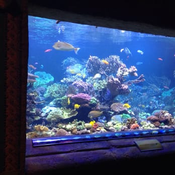 Long Island Aquarium - Aquariums Near Me - Riverhead, New York Long Island Aquarium - Aquariums Near Me - Riverhead, New York