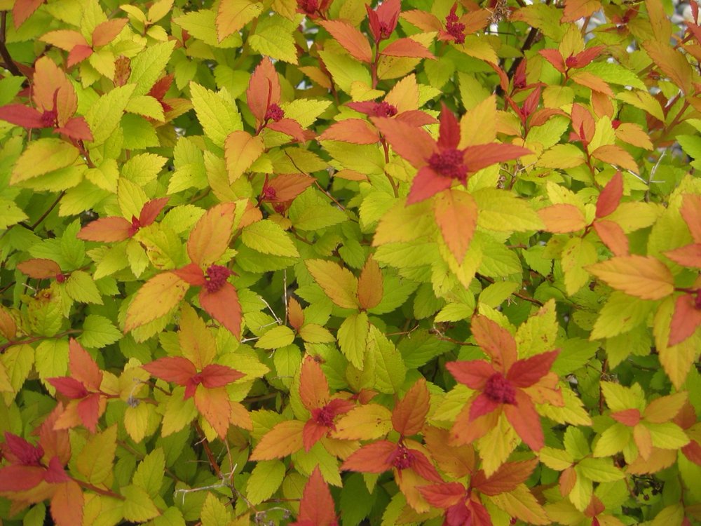 SUMMERFIELD NURSERY Updated June 2024 54333 County Road 657, Paw