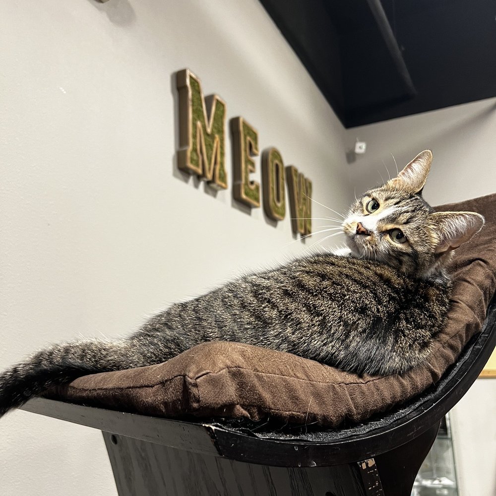 Orlando Cat Cafe - Maui (again) - Animal Shelters Near Me - Clermont, Florida