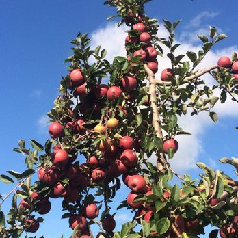 Battleview Orchards - Pick Your Own Farms Near Me - Freehold, New Jersey