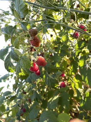 Albeke Farms by null