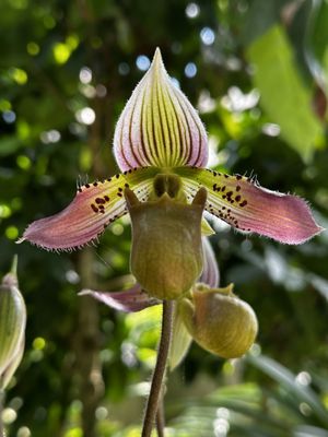 Olbrich Botanical Gardens by null