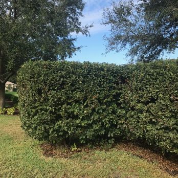 New Leaf Lawn and Landscape - a green hedge - Landscaping Near Me New Leaf Lawn and Landscape - a green hedge - Landscaping Near Me