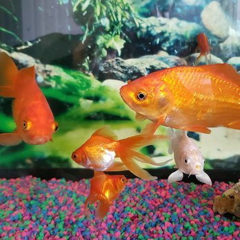 SL Nail & Spa Angelic - Gold fish, a white cat fish and other beautiful fish. - Nail Salons Near Me - Chicago, Illinois