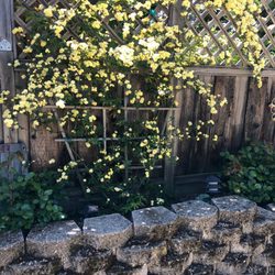 Yellow lady banks got last year