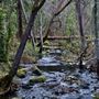 Photo of Lithia Park