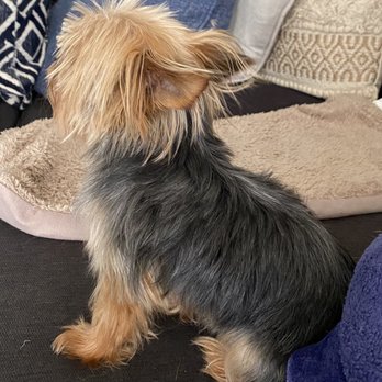PetSmart Dog Training - Pet Stores Near Me - Richmond, Virginia