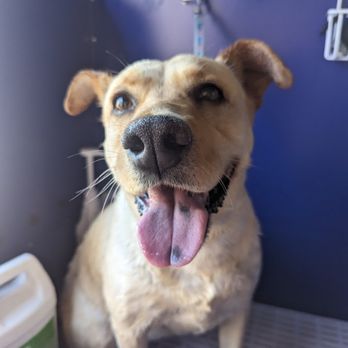 Pawticular Grooming - Pet Groomers Near Me Pawticular Grooming - Pet Groomers Near Me