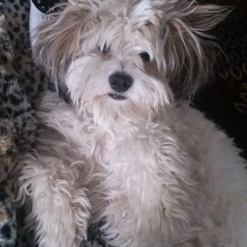 PetSmart - Before her cut - Pet Training Near Me - Riverside, California