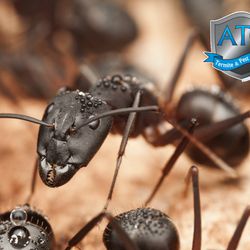 ATC Pest Control - close up of a carpenter ant