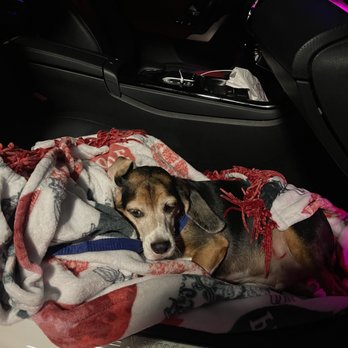Benitez Animal Hospital - Before we get there. - Veterinarians Near Me - Hialeah, Florida