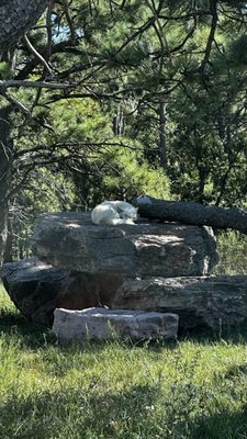Bear Country USA by null