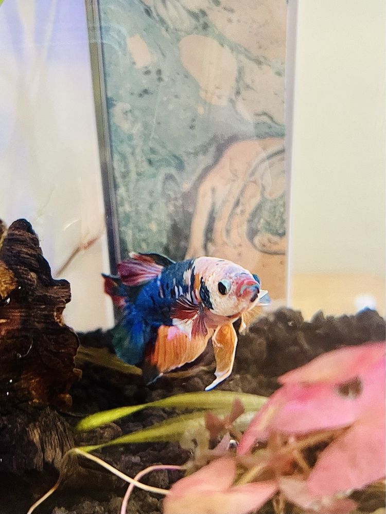 JV Betta Image
