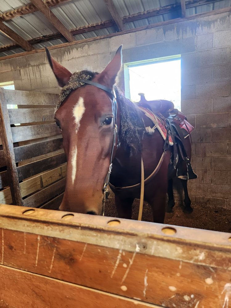 WILDWOOD STABLE Updated September 2024 43 Photos & 13 Reviews