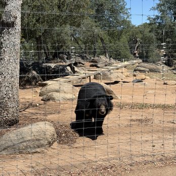 Lions Tigers & Bears - Bear - Community Service/Non-Profit Near Me - Alpine, California