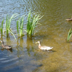 Bergsee