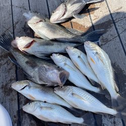 Sea Star III - Deep Sea Fishing - Our haul for the day