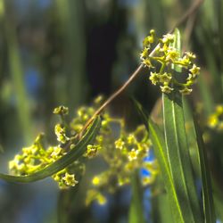 Mance Buchanon Park - Blooms