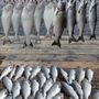 Photo of Fish Finder Charters