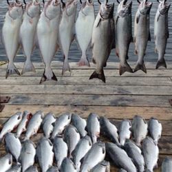 Fish Finder Charters