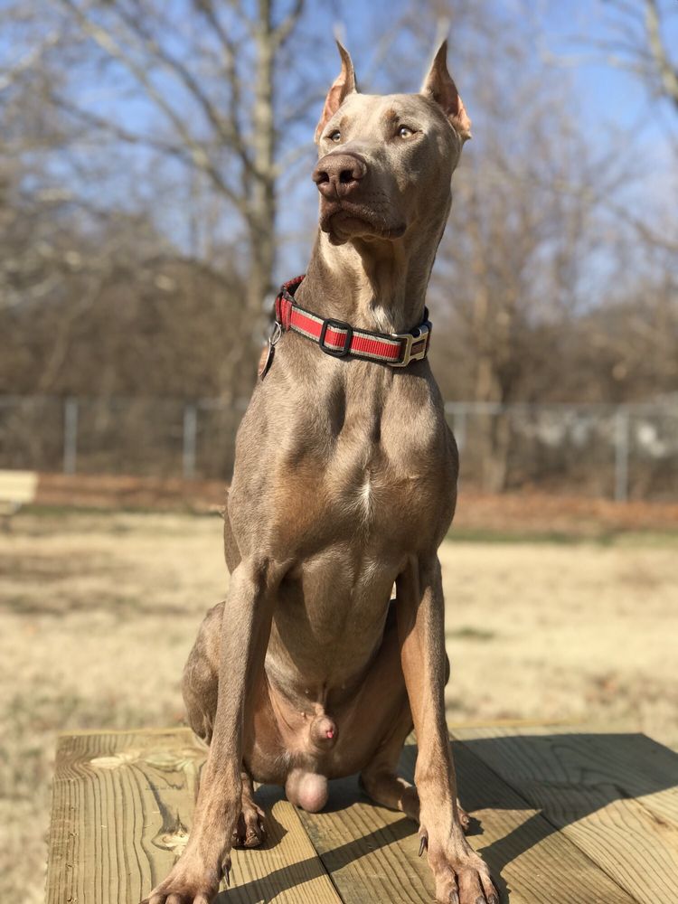 Paws Valley Dog Park Logo
