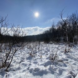 Portman Nature Preserve - Off the boardwalk