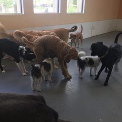 Canine Learning Center - #dogdaycare