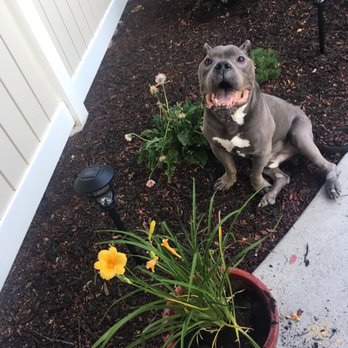 The Pet Groomers - Pet Groomers Near Me - Boise, Idaho