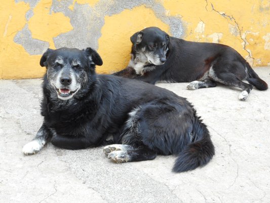 Forte de São Tiago by null