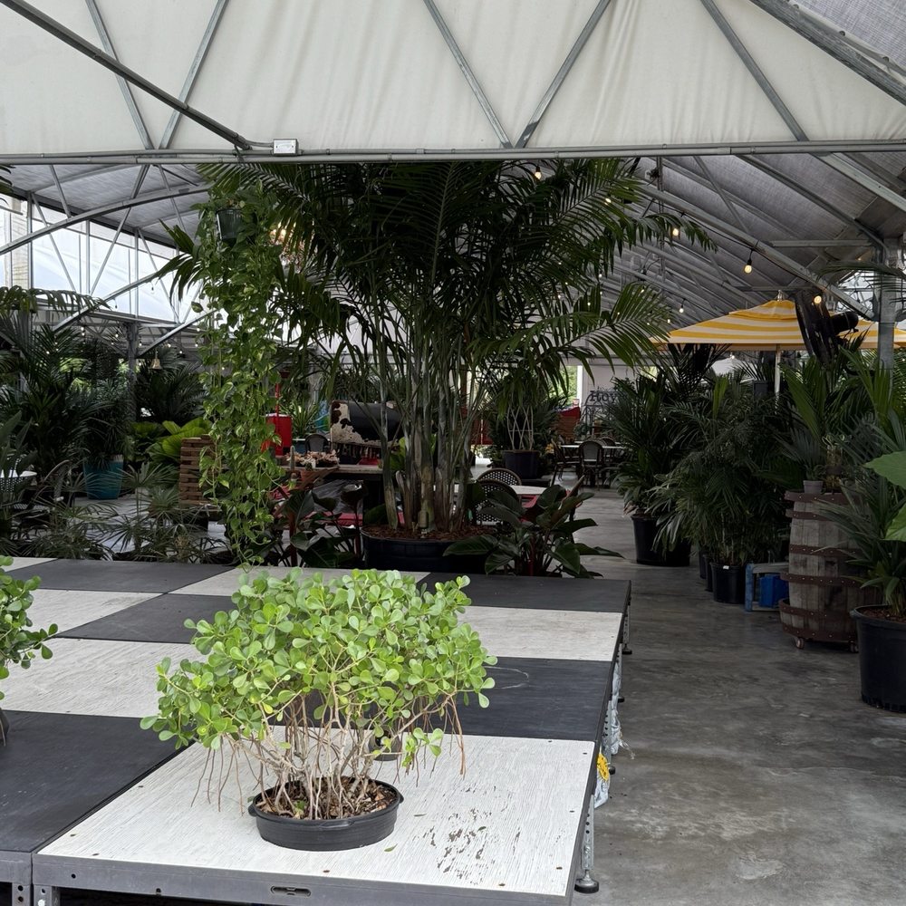 Royd’s - Plants for sale - Cuban Near Me - Miami, Florida Royd’s - Plants for sale - Cuban Near Me - Miami, Florida