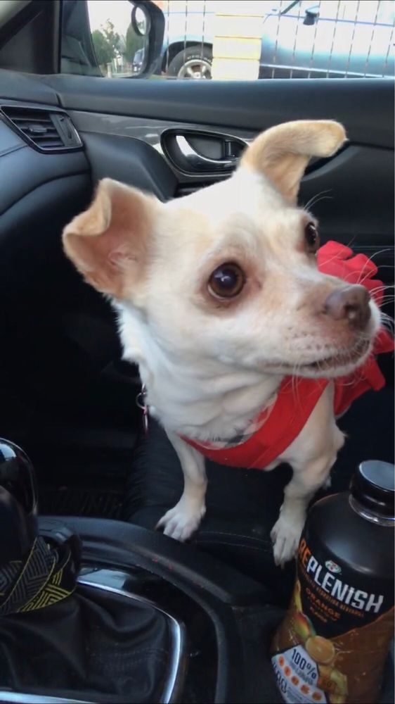 VIP PETCARE TEMP. CLOSED Updated September 2024 17 Photos & 26