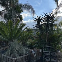 Estrada's Palms